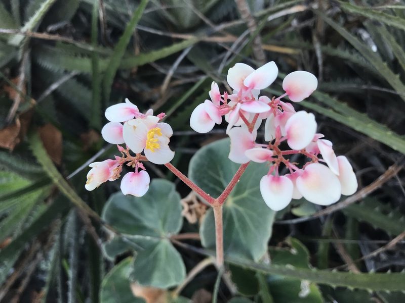 Begonia grisea, photographed by william_hoyer