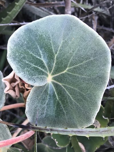 Begonia grisea, photographed by william_hoyer