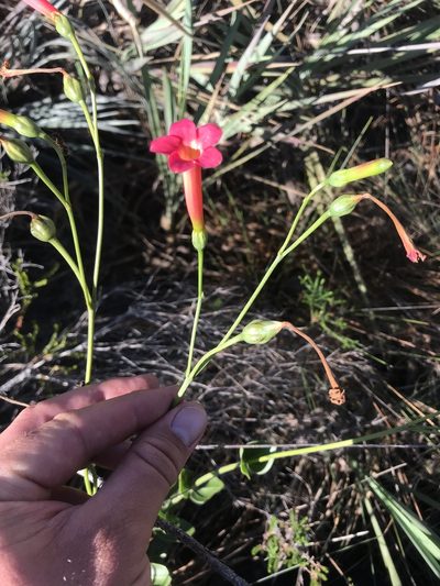 Calolisianthus pedunculatus, photographed by william_hoyer