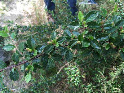 Cotoneaster divaricatus, photographed by Sonia Vanderhoeven