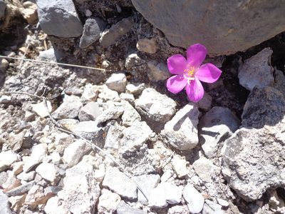 Anacampseros coahuilensis, photographed by Leticia Jiménez Hernández