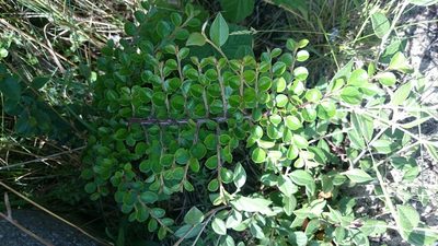 Cotoneaster hjelmqvistii, photographed by purperlibel
