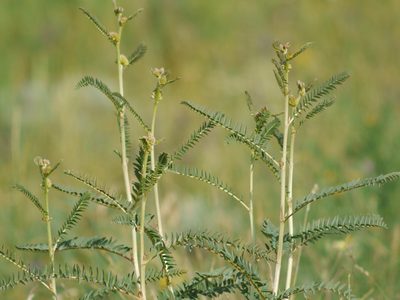 Astragalus ponticus, photographed by Roman