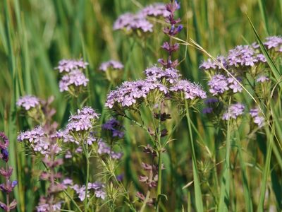 Dianthus pseudarmeria, photographed by Roman
