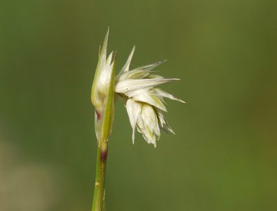 Eremogone cephalotes, photographed by Roman