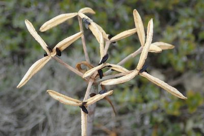 Cyrtanthus angustifolius, photographed by Nicola van Berkel