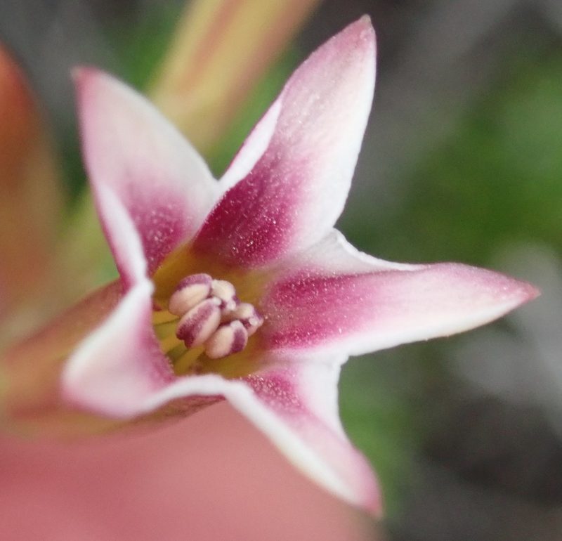Adromischus caryophyllaceus, photographed by Nicola van Berkel