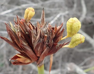 Bobartia robusta, photographed by Nicola van Berkel