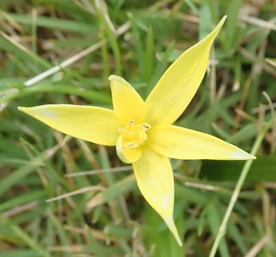 Empodium gloriosum, photographed by Nicola van Berkel