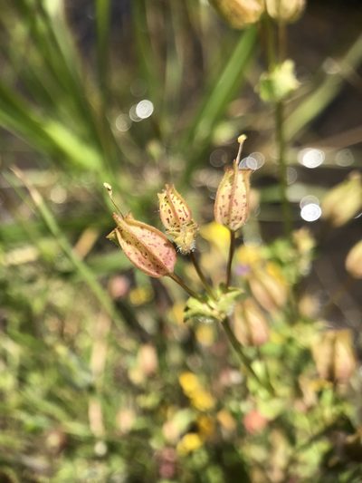 Erythranthe arvensis, photographed by lemonsnapp