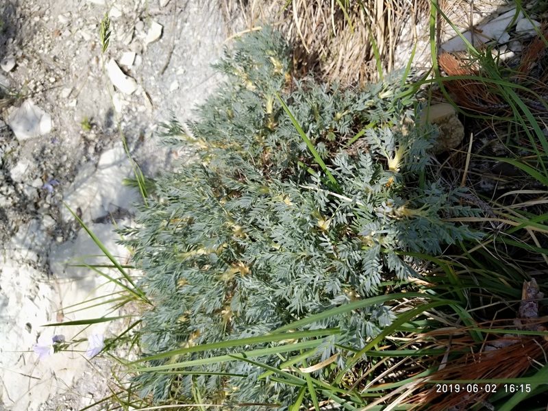 Astragalus arnacanthoides, photographed by Сергей Крыленко