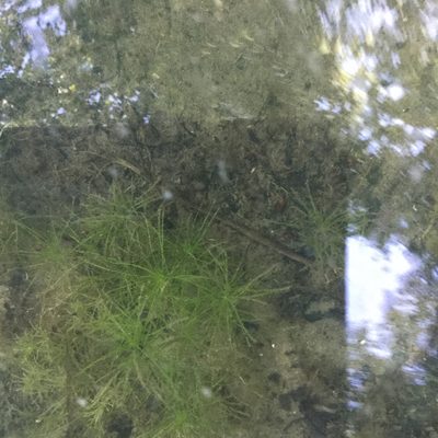Najas minor, photographed by Summit Metro Parks