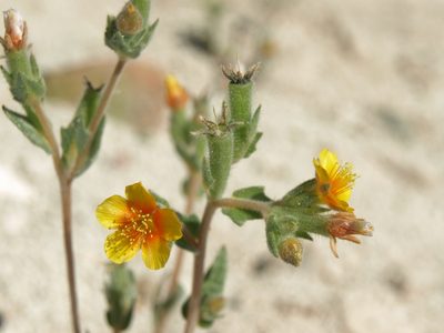 Mentzelia montana, photographed by Jim Morefield