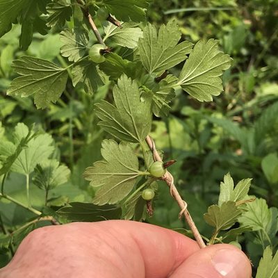 Ribes hirtellum, photographed by Summit Metro Parks