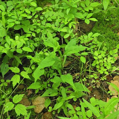 Symphyotrichum prenanthoides, photographed by Summit Metro Parks