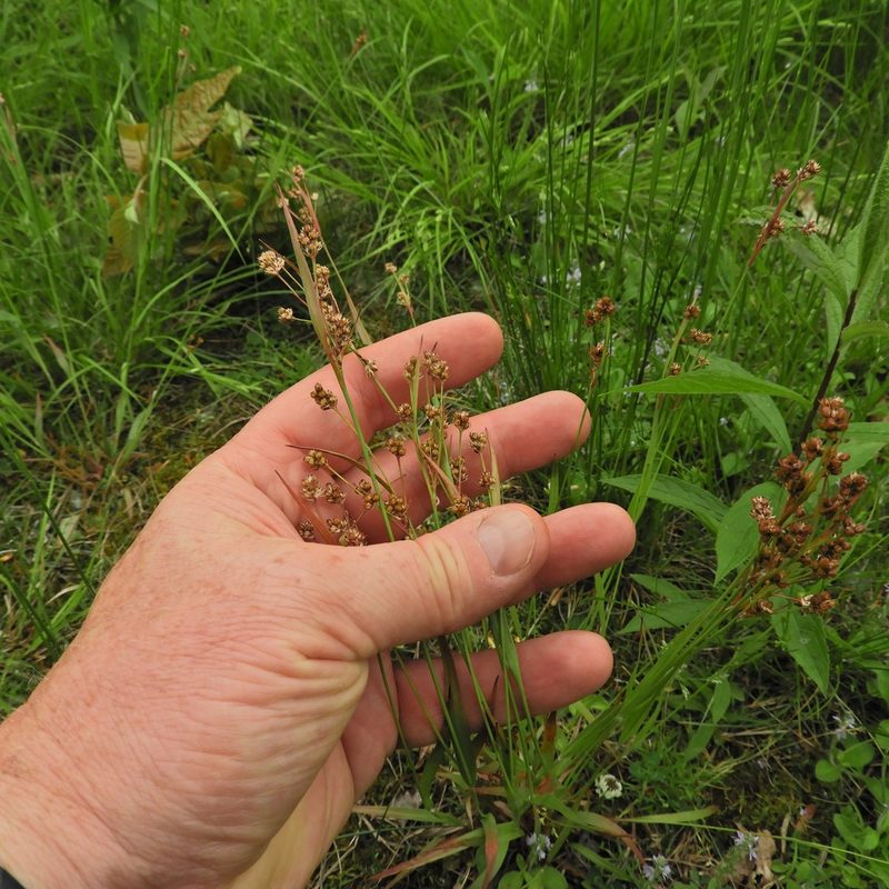 Luzula bulbosa, photographed by Summit Metro Parks