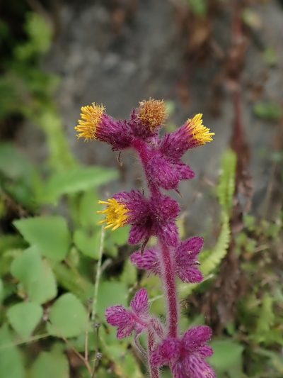 Blumea fistulosa, photographed by Nolan Exe