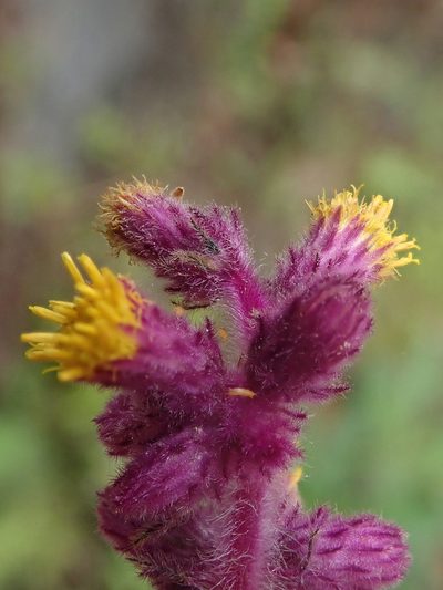 Blumea fistulosa, photographed by Nolan Exe