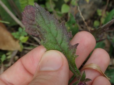 Blumea fistulosa, photographed by Nolan Exe