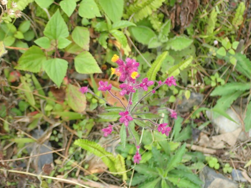 Blumea fistulosa, photographed by Nolan Exe