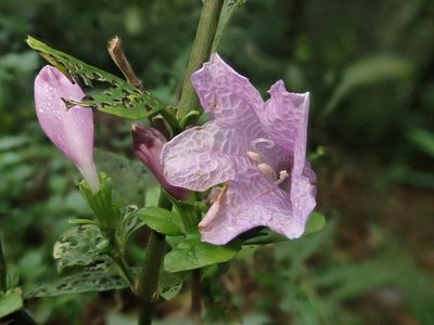 Strobilanthes cusia, photographed by Nolan Exe