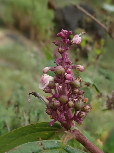 Pseudocaryopteris foetida, photographed by Nolan Exe
