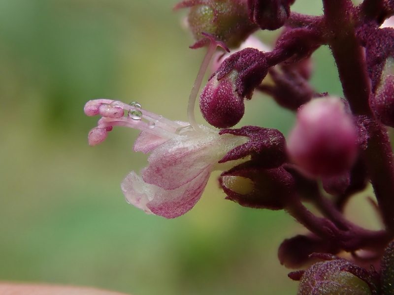 Pseudocaryopteris foetida, photographed by Nolan Exe