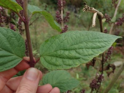 Pseudocaryopteris foetida, photographed by Nolan Exe