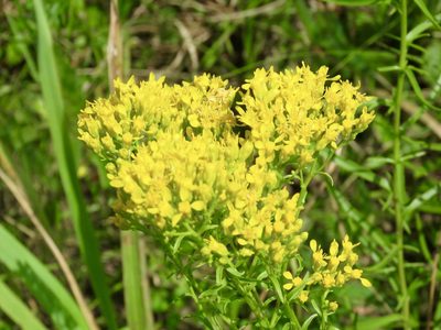 Solidago nitida, photographed by Laura Clark