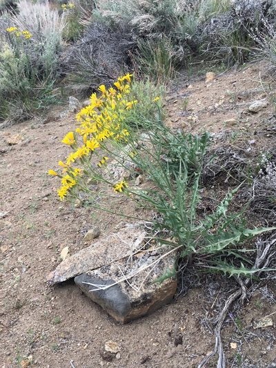 Crepis intermedia, photographed by Martin Purdy