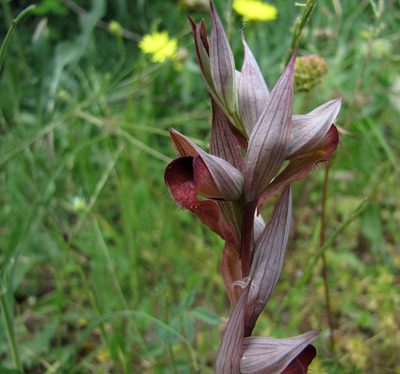 Serapias vomeracea, photographed by Luc Coekaerts from Tessenderlo