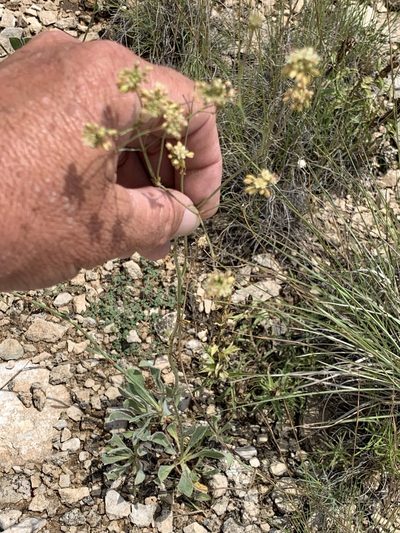 Eriogonum nealleyi, photographed by CK2AZ