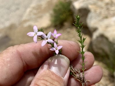 Houstonia acerosa, photographed by CK2AZ