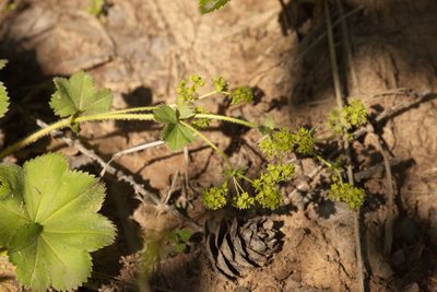 Alchemilla propinqua, photographed by Вячеслав Юсупов