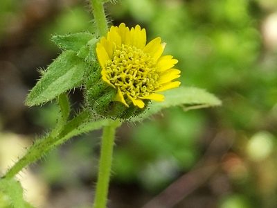 Layia hieracioides, photographed by Ken-ichi Ueda