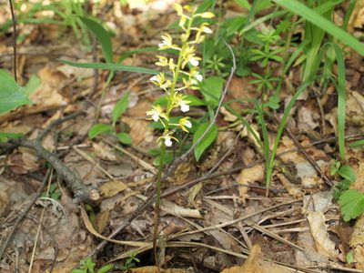 Oreorchis patens, photographed by Repina Tatyana