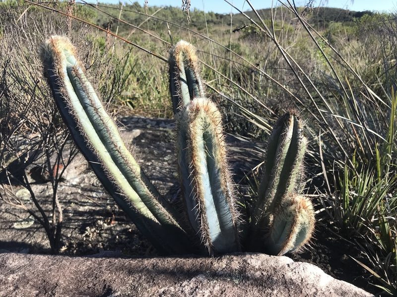 Pilosocereus fulvilanatus, photographed by william_hoyer