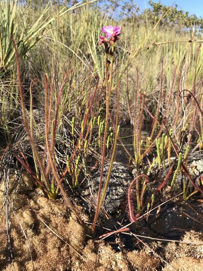 Drosera graminifolia, photographed by william_hoyer