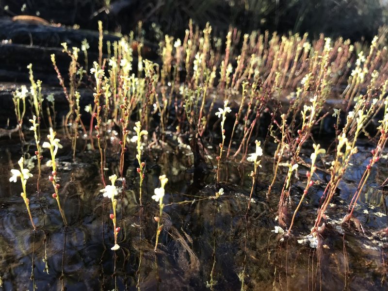 Utricularia neottioides, photographed by william_hoyer