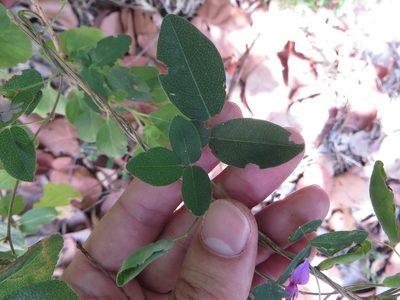 Galactia volubilis, photographed by Ben Machado