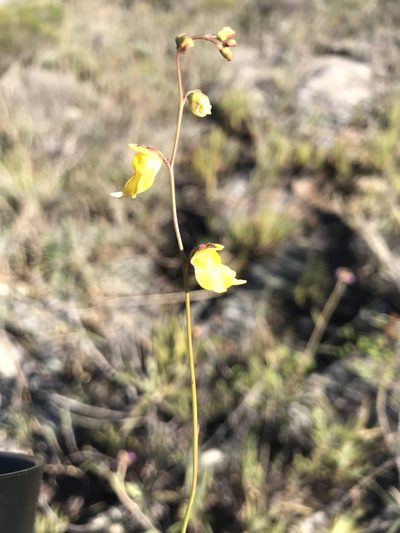 Utricularia hispida, photographed by william_hoyer