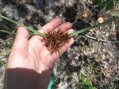 Cyperus planifolius, photographed by Ben Machado
