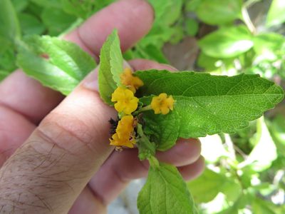 Lantana depressa, photographed by Ben Machado