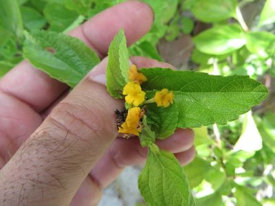 Lantana depressa, photographed by Ben Machado