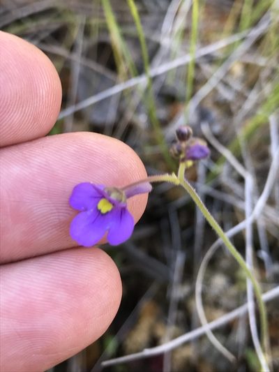 Genlisea flexuosa, photographed by william_hoyer
