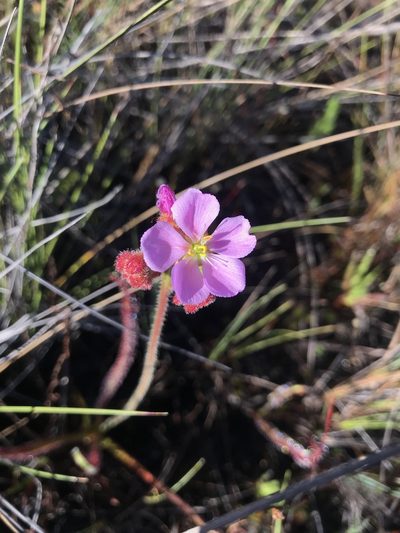 Drosera graminifolia, photographed by william_hoyer