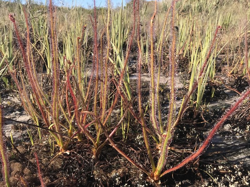 Drosera graminifolia, photographed by william_hoyer