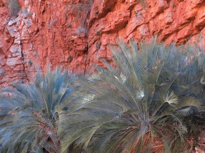 Macrozamia macdonnellii, photographed by John Barkla