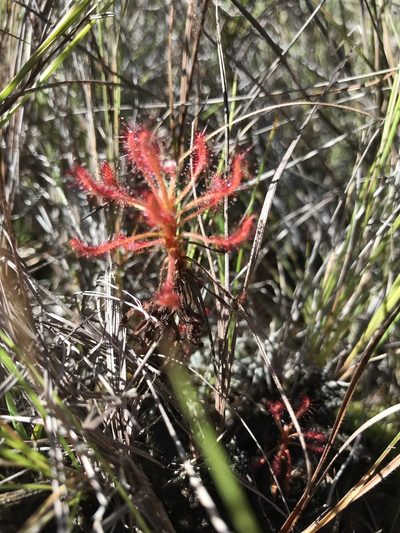 Drosera grantsaui, photographed by william_hoyer