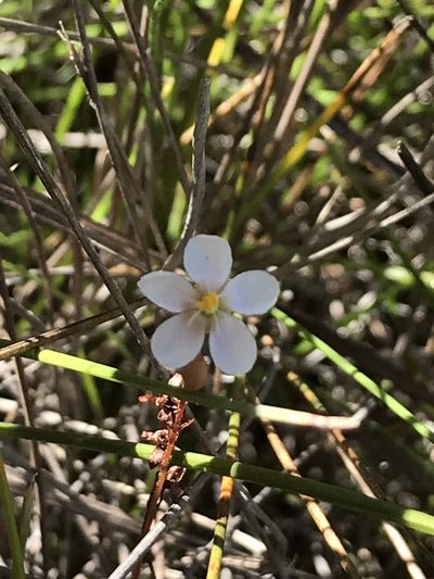 Drosera grantsaui, photographed by william_hoyer